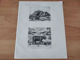 【G2503】1924年书页图版反正面4幅P489《早期西方关于中国内容铜版画：西藏布达拉宫，中国海马，龙虎斗，中国龟》（potala，thibet，1640）--早期西方铜版画中的中国--摘自1924年《中国通商图》一书， 图版纸张30*24厘米