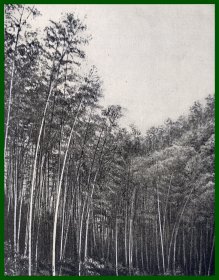 【中国内容】1910年书页插图（照片八幅合拍）《中国自然风光与风土民情：1.浙江宁波的竹林；2. 福建福州鼓山涌泉寺的岩石瀑布等》（Im tropischen China；Bambusdickicht bei Ning Po；Felsenaufftieg zu dem Kloster Ku Schan）-- 德国莱比锡出版 -- 后附卡纸30*21厘米，最大幅纸张尺寸12*11厘米