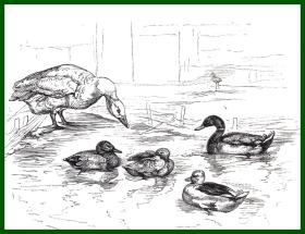 19世纪木刻版画《兰德希尔作品：鸭塘》（THE DUCK POND）-- 出自英国维多利亚时期著名画家，埃德温·兰德希尔爵士（Edwin Landseer，1802-1873）的绘画作品 -- 后附卡纸30*21厘米，版画纸张15*12.5厘米