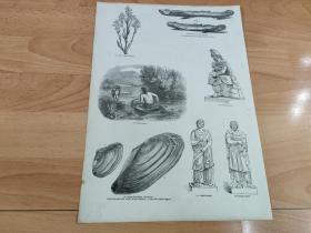 1845年木刻版画《英格兰的高卢人（凯尔特人）历史》（Gaulish Costume）-- 凯尔特人（Celts），他们在罗马帝国时期与日耳曼人、斯拉夫人一起被罗马人并称为欧洲的三大蛮族，也是现今欧洲人的代表民族之一 -- 选自《老英格兰20》-- 版画纸张35*25厘米