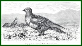 19世纪木刻版画《鸟类图谱：纳氏鹧鸪（纳氏石鹑）》（Syrapte paradoxal）-- 纳氏石鹑是传统的雉科鸟类，它以前被认为是鹧鸪，并且被放置在鹧鸪属中，但是最终确定与它最亲近的是石鹑，实际上可能是新大陆唯一的非洲代表性“鹌鹑”-- 后附卡纸30*21厘米，版画纸张17*9.5厘米
