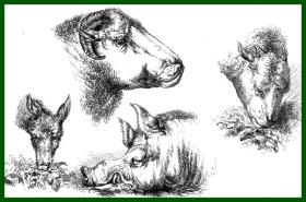 19世纪木刻版画《兰德希尔作品：兽首图》（STUDIES IN A FRRMYARD）-- 出自英国维多利亚时期著名画家，埃德温·兰德希尔爵士（Edwin Landseer，1802-1873）的绘画作品 -- 后附卡纸30*21厘米，版画纸张18*13厘米