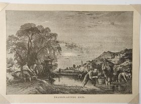 【G2022】1907年书页插图《中国南方的水稻种植》（transplanting rice）----后附卡纸尺寸30*21厘米