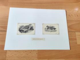 19世纪木刻版画《木刻发展历程（17至18世纪的木刻艺术）：鸟类图谱（鸭子）》（REVIVAL OF WOOD ENGRAVING：Common Duck）-- 后附卡纸30*21厘米，版画纸张8.5*6、8.5*6厘米