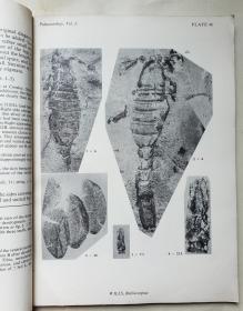 1960年再版伦敦古生物学杂志PALAEONTOLOGY 第三卷第三期 The External Anatomy of some Carboniferous 