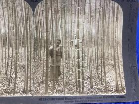 【光影书局】 清末民国时期立体照片----清代江苏南京茂盛的竹林 老照片 包老保真