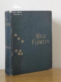 1905年《野花图谱（第2卷）》—96幅单面整版彩色图片 硬精装 植物插画家安妮・普拉特（Anne Pratt，1806-1893）作品
