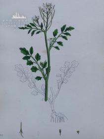 1863年版《英国植物学图谱》 — “CARDAMINE SYLVATICA”彩色石版画/25x16cm