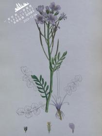 1863年版《英国植物学图谱》 — “CARDAMINE PRATENSIS”彩色石版画/25x16cm