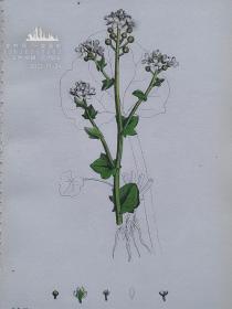 1863年版《英国植物学图谱》 — “COCHLEARIA OFFICINALIS”彩色石版画/25x16cm