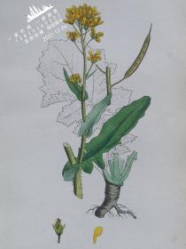 1863年版《英国植物学图谱》 — “BRASSICA CAMPESTRIS”彩色石版画/25x16cm