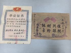 W 1956年 临汾襄汾县北关乡北关村初级小学 南辛店联区   校长吴效虞    中心校长程大礼  《王银玉毕业证书和奖状》  两张！！！