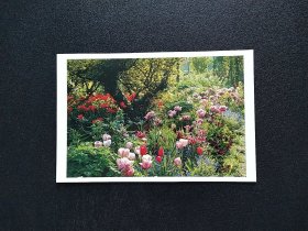 《 欧美亚非洲等国早期 植物 花卉 风景 明信片 》四2505-28------满25元包邮挂号信挂号印刷品 可暂存多期合并发货