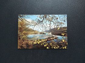 《 欧美亚非洲等国早期 植物 河流 风景 明信片 尺寸约11.8CM*17CM 商品如图 》四2505-28------满25元包邮挂号信挂号印刷品 可暂存多期合并发货