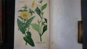 【精美石版画册】1918年《普通植物图谱》第三卷10册， 日本出版，石印图谱，图画精美清晰。