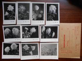老照片【菊展名品，10张】有南京玄武湖公园摄影部纸袋