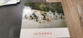 《1985年的昆明犬》照片