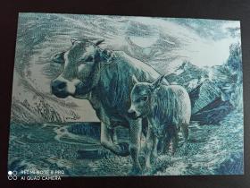 牛和马雕刻版明信片