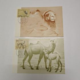 MC15《野骆驼》 中国邮政明信片一套2张