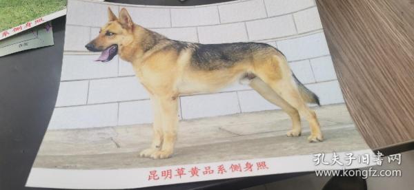 《昆明犬草黄品系侧身照》照片