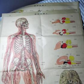 1956年，人体图谱神经系统上下，分析器下，排泄系统，血液循环上，血液循环下册为残图。折痕处有残破，如图