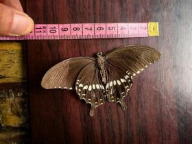 百年蝴蝶标本一枚，夹在清代旧书里。