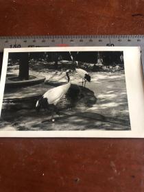 五六十年代老照片，丹顶鹤