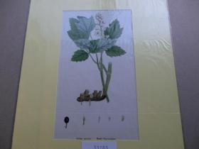 【百元包邮】《花卉》套色 木刻版画  1864年 带卡纸装裱  （PM00050）