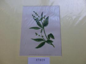 【百元包邮】《植物·花卉》套色 木刻版画  1890年 带卡纸装裱  （PM00054）