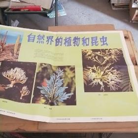 自然界的植物和昆虫 教学挂图