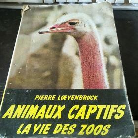 animaux captifs la vie des zoos