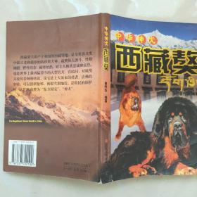 中华神犬—— 西藏獒