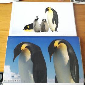 罗红南极帝企鹅作品 12张全