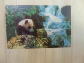 明信片《熊猫》