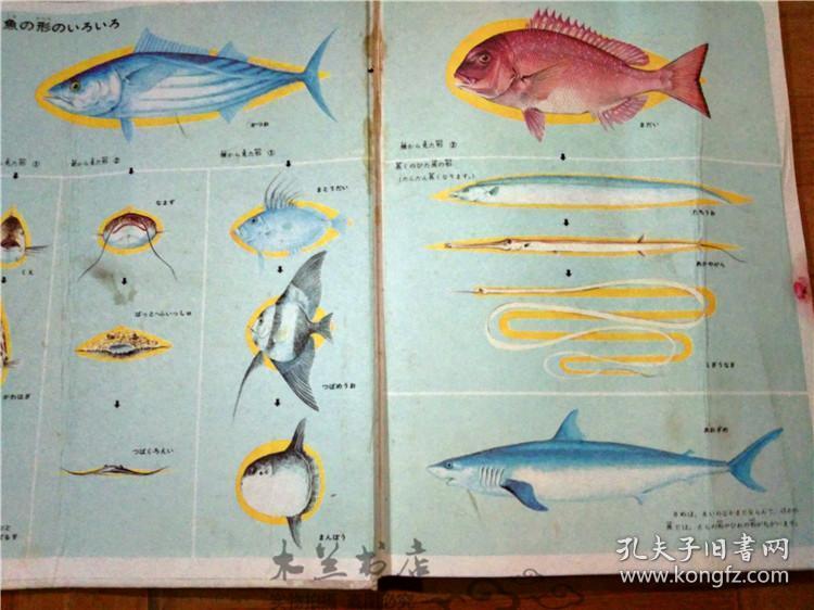原版日本日文书 プログラム式 こどもヵうー図鑑 3うお と かい 东海区水产部研究所主任研究官等 讲谈社 昭和45年版 12开硬精装