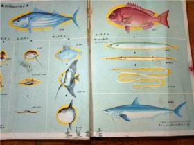 原版日本日文书 プログラム式 こどもヵうー図鑑 3うお と かい 东海区水产部研究所主任研究官等 讲谈社 昭和45年版 12开硬精装