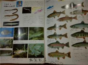 原版日本日文书 プログラム式 こどもヵうー図鑑 3うお と かい 东海区水产部研究所主任研究官等 讲谈社 昭和45年版 12开硬精装