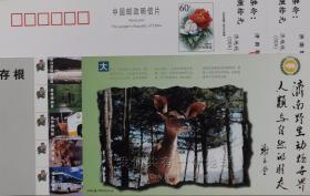 动物、大耳羚、狮子、济南野生动物世界门票、门券、谢玉堂书法、鹅、牡丹邮资片
