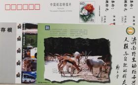 动物、跳羚、狮子、济南野生动物世界门票、门券、谢玉堂书法、鹅、牡丹邮资片