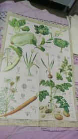 中等学校植物学教学挂图 第二组 重要应用植物（第二幅）