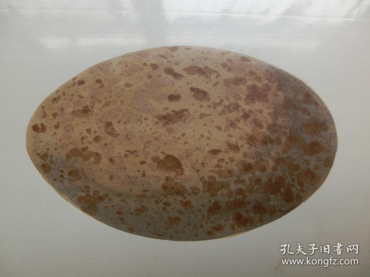 【百元包邮】《蓑羽鹤蛋》 手工上色 木刻版画 1876年 带卡纸装裱  （PM00415）