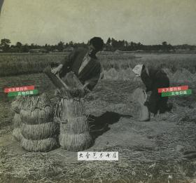 清末民国时期立体照片----民国同期日本农业立体照片三张，养蚕，耕地，收获时候打包大米