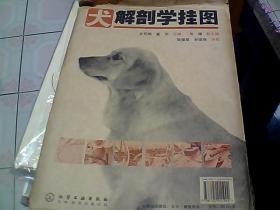 犬解剖学挂图（六张齐）