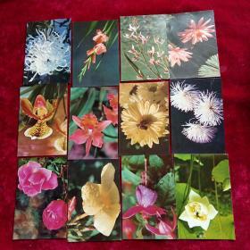 名信片：花卉摄影艺术(一套十二张)