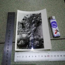 老照片黄土地上的多多瓜（这是？瓜，丰收了）