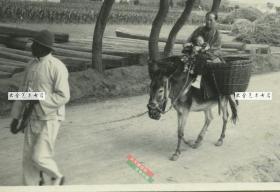 民国时期山东威海卫通往城外的一条主路，有一男子牵着驴车，拉着媳妇孩子回家民俗老照片
