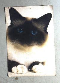明信片：猫 空白