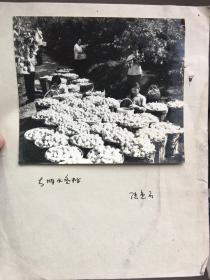 著名摄影名家 新华社记者 无锡陆惠君 七八十年代 摄影作品《太湖水冬桃》有签名