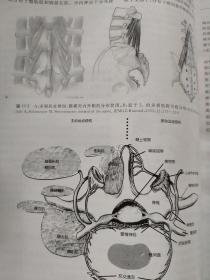 腰椎外科学（第3版）  [美]赫考维茨 著；海涌 译     关于腰椎疾病的学术巨著，从腰椎外科的基本理论、手术技术等方面对腰椎的退边、创作、畸形、肿瘤等各个领域进行了详尽论述，全面反映了当前腰椎外科（包括腰椎间盘退变的生物治疗、微创脊柱外科、椎体成形和人工椎间盘等）的最新进展和趋势，内容涵盖了腰椎外科的各个方面