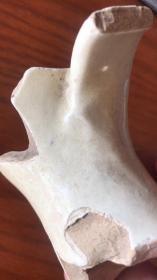 磁州窑瓷片（83）-----北宋早期磁州窑白釉喇叭形执壶颈部残件